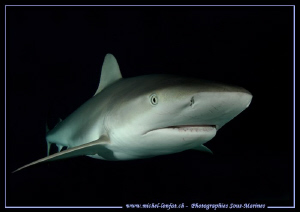 End of the day's dive.... Reef Shark... :O)... by Michel Lonfat 